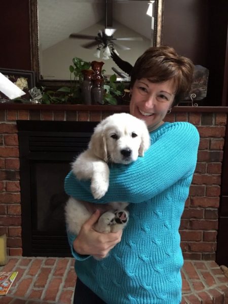 English Golden Retriever Puppy